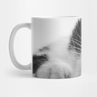 Italian stray cat in Calabria Mug